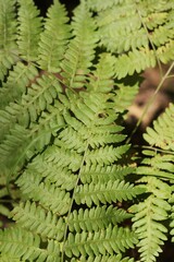 fern leaf in the forest