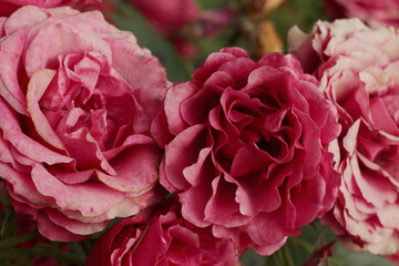 beautiful old pink roses wallpaper