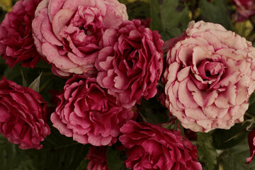 beautiful old pink roses wallpaper