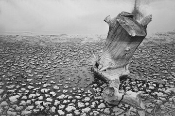 Closeup shot of a broken tree near the beautiful sea