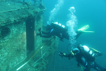 Diving & Animals