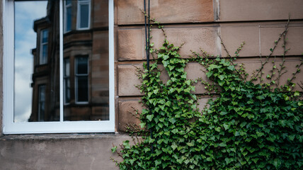 Fototapeta na wymiar Green ivy plant climbing the facade of the white sandstone house in Glasgow Scotland