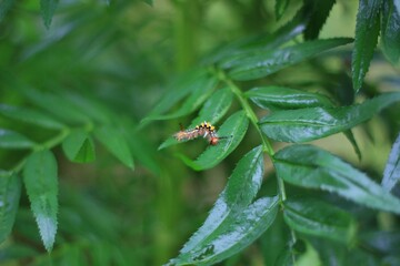 A black-body, red-headed caterpillar walking on the leaves of a marigold plant.