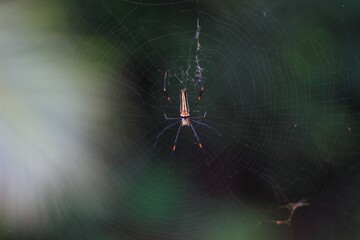 spider on web It has a black body with yellow stripes.