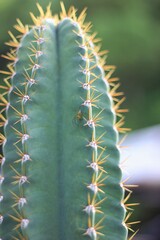 Yellow-body spider crawling on the cactus in the garden.