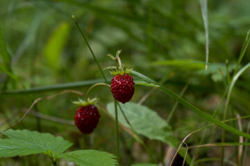 Forest strawberry in the german area called Rothaargebirge