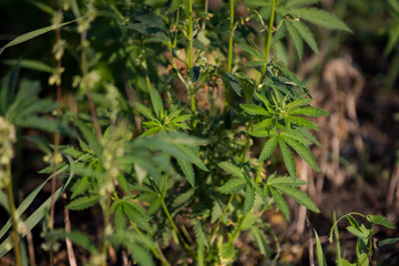 hemp growing in the field