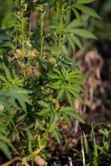 hemp growing in the field