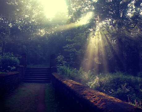 Morning sun light shining trought the denst of the pines trees