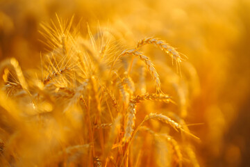 Backdrop of ripening ears of yellow wheat field on the sunset. Autumn harvest.