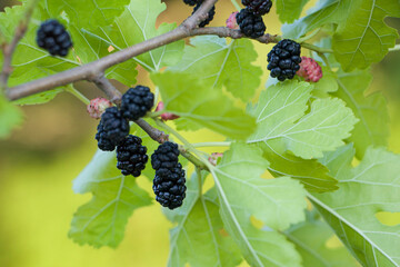 Black mulberry berries on a branch. Ripe mulberries.