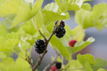 Black mulberry berries on a branch. Ripe mulberries.
