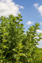 Wormwood, Artemisia absinthium, perennial herb of silvery color, with a strong aromatic odor and bitter wormwood famous