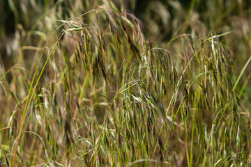 The plant Bromus sterilis, anysantha sterilis, or barren brome belongs to the Poaceae family at the time of flowering. wild cereal plant Bromus sterilis, anysantha sterilis