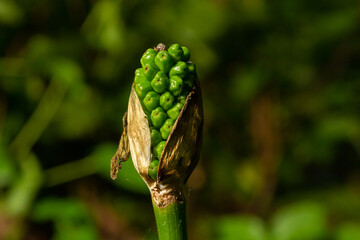 Arum maculatum with red berries also called Cuckoo Pint or Lords and Ladies, poisonous woodland plant against a dark green background, copy space, close-up shot, selected focus, narrow depth of field