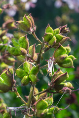 Seeds on stalks Dictamnus Albus is a genus of flowering plant in the family Rutaceae. The flowers white with purple veins or pink, reddish, lilac with dark purple veins