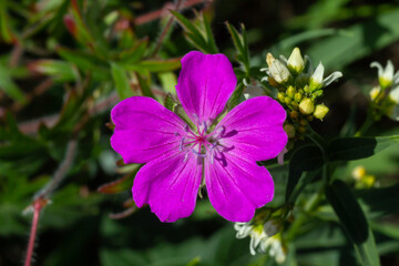 Purple flowers of Wild Geranium maculatum close up. Spring nature, spring garden. Geranium maculatum, the wild geranium is a perennial plant native to woodland