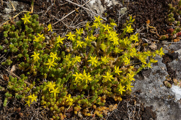 Sedum acre, Sedum album is the perennial herbaceous succulent plant with numerous rising stems covered with small thick leaves