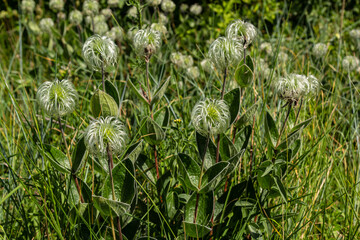 Group of seeds on stems Sugarbowls Leatherflowers in alpine field