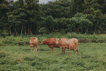 South Korean Cows on the field. Saturday, August 6, 2022. jeju island, korea