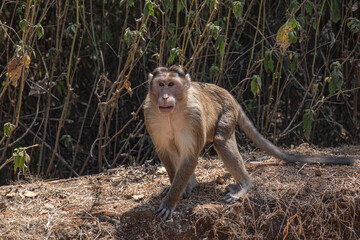 Monkey in Forest sitting at roadside