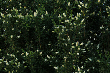 Fototapeta na wymiar small white flowers bush