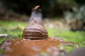 Bio security of contaminated boots and shoes on a farm in Tasmania Australia 