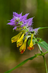 Wood Cow-wheat Melampyrum nemorosum flower on a blurred background