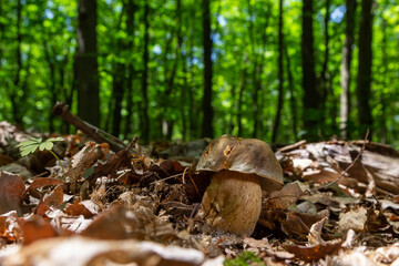 Naklejka na ściany i meble Group of Spring bolete or Boletus reticulatus, two of them very yuoung, growing in natural habitat