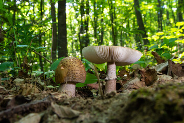 Edible mushroom Amanita rubescens in spruce forest. Known as blusher. Wild mushroom growing in the needles