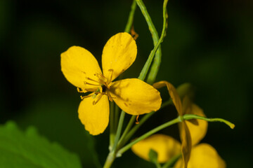 Macro photo of nature yellow flowers of celandine. Background blooming flowers plant celandine