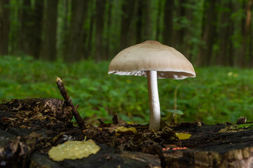 Volvariella gloiocephala is alsno known as big sheath mushroom, rose-gilled grisette or stubble rosegill