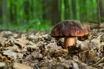 Boletus erythopus or Neoboletus luridiformis mushroom in the forest growing on green grass and wet ground natural in autumn season. Boletus luridiformis is edible mushroom after longer cooking