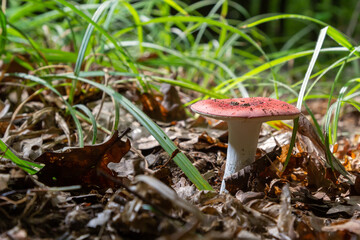 Russula emetica, commonly known as the sickener, emetic russula, or vomiting russula, is a basidiomycete mushroom