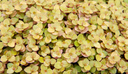 Top view of beautiful leaves of Callisia repens, Ribbon Charlie, Turtle Vine, Inch Plant, Creeping Inch Plant, Creeping Basket Plant, Bolivian Jew