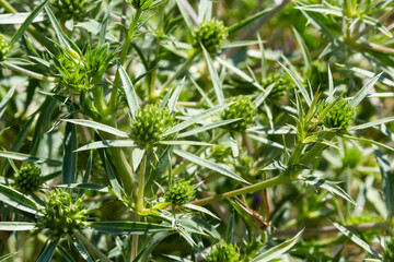 Details of Field eryngo or Eryngium campestre growing in a nature area