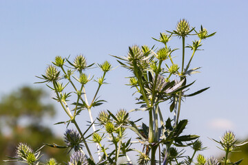 field eryngo or eryngium campestre. Cardo corredor. Plant member of the Apiaceae family.