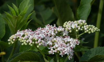 Obraz premium In the wild, elderberry herbaceous Sambucus ebulus blooms in summer