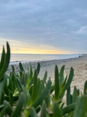 arbusto de playa