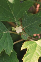Tiny white flower growing on the branch.