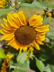 Obraz premium Sonnenblumenblüte