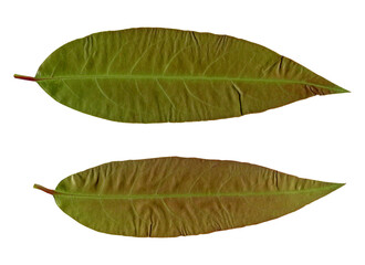 leaf on white background.Top view. Clipping path