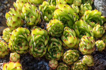 Succulents growing on rocks. Desert garden with succulents. Closeup of cacti growing between rocks on a mountain. Indigenous South African plants in nature. Modern gardening, cactus close up