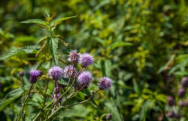 Bodyak Grass is a genus of perennial or biennial herbaceous plants of the Asteraceae family