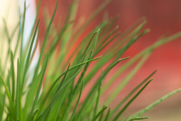 Green onions in summer. Growing vegetables.