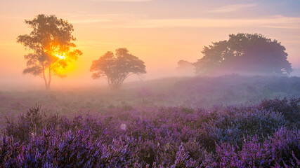 Zuiderheide National park Veluwe, purple pink heather in bloom, blooming heater on the Veluwe by...