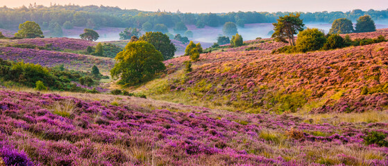 Posbank National park Veluwe, purple pink heather in bloom, blooming heater on the Veluwe by the...
