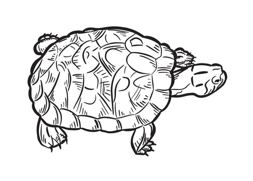 Turtle outline on a white background. Reptile. Animals. Turtle logo or icon. Vector illustration.