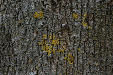 Embossed texture of tree bark. Tree trunk with natural bark patterns on the surface. Natural wood background. Closeup side view.