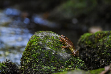 moss on the rock